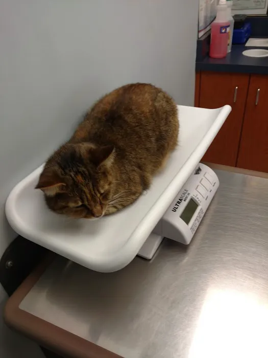 Feline Veterinary Medical Center Picture 2