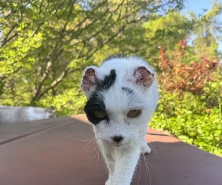 Roundtop Animal Hospital