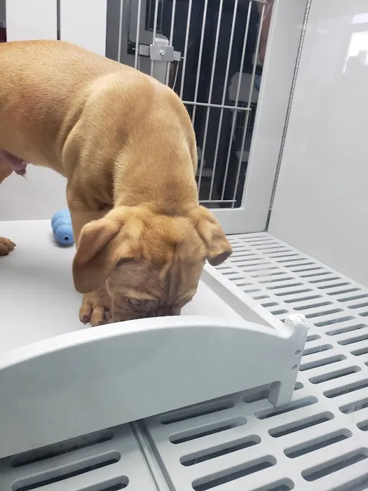 Petland Memphis Picture 3