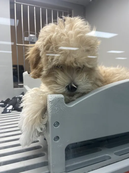 Petland Memphis Picture 7