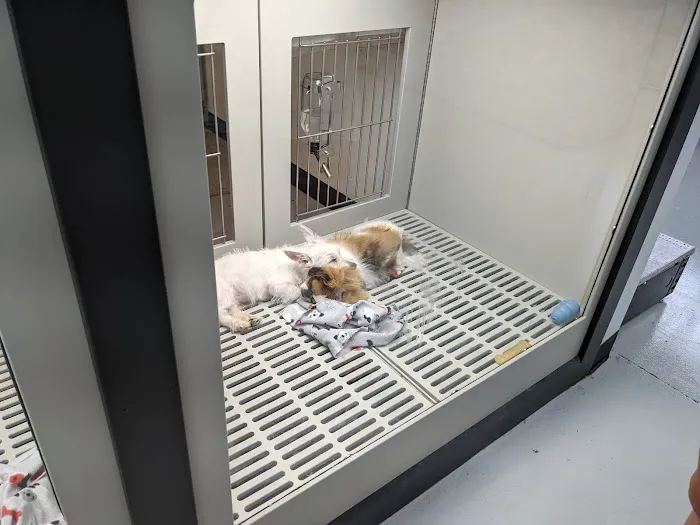 Petland Memphis Picture 10