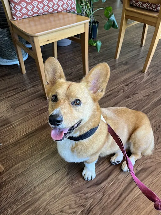 Family Pet Veterinary Practice | Silver Spring MD Picture 5