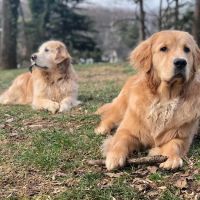 Chevy Chase Veterinary Clinic ico