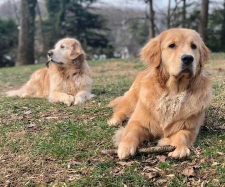 Chevy Chase Veterinary Clinic