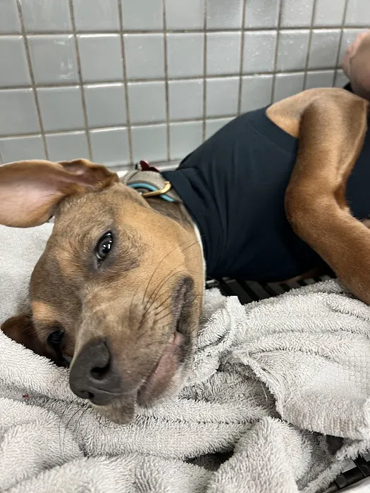 Chevy Chase Veterinary Clinic Picture 4