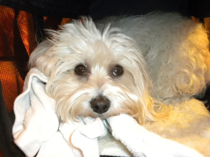 Liberty Falls Veterinary Clinic Picture 5