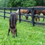 Dunthorpe Farm Equine Services, PLLC
