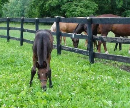 Dunthorpe Farm Equine Services, PLLC
