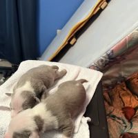 Petco ico