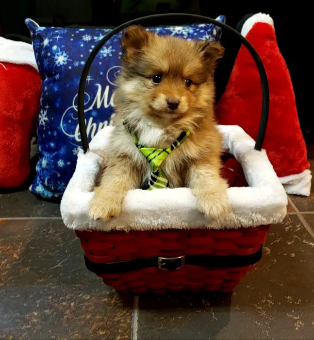 Puppy Paw Kennels Picture 1