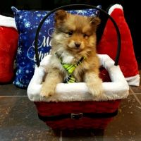 Puppy Paw Kennels ico