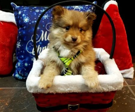 Puppy Paw Kennels