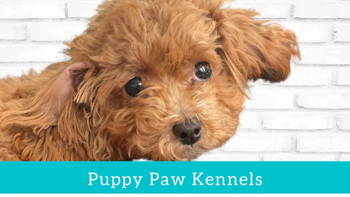 Puppy Paw Kennels Picture 5