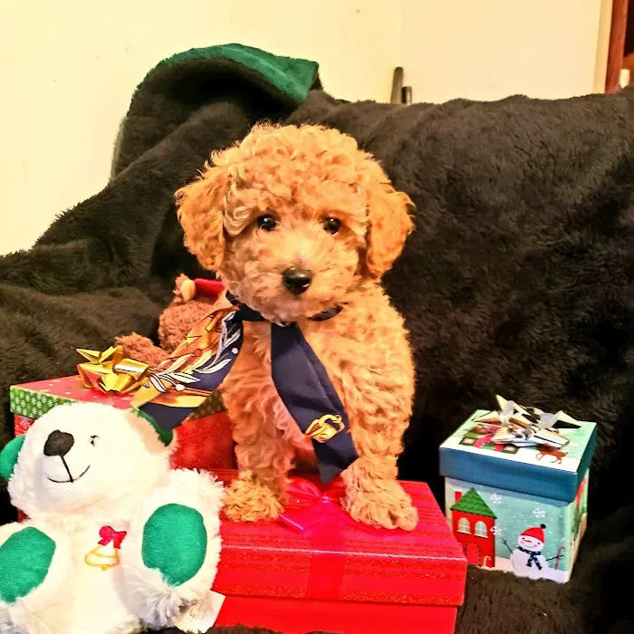 Puppy Paw Kennels Picture 4