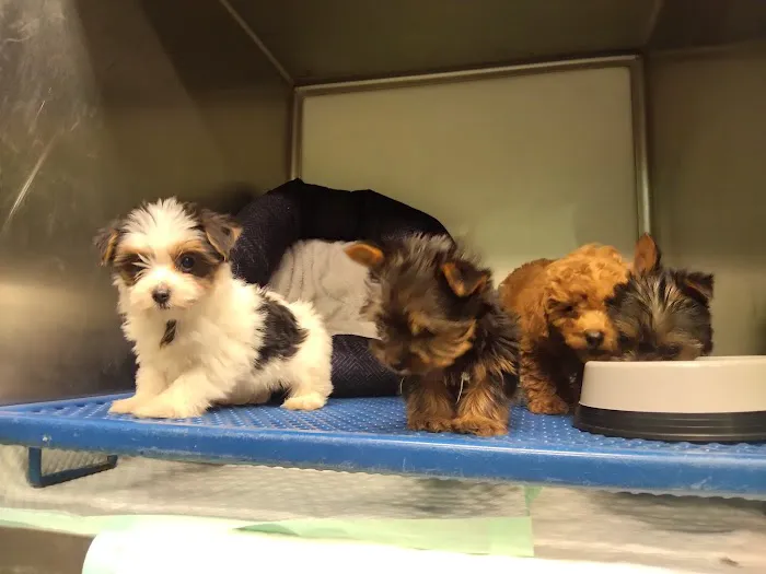 Puppy Paw Kennels Picture 7