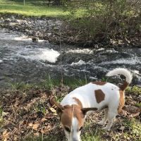 Hillside Veterinary Hospital ico