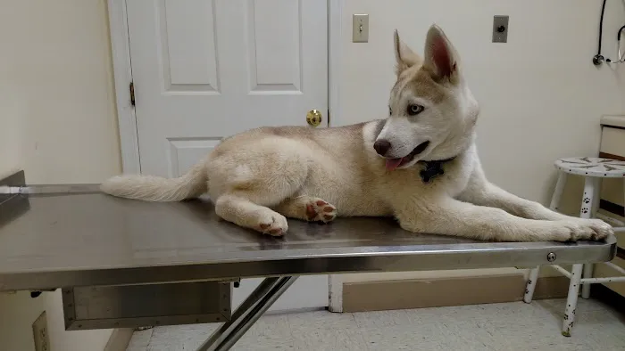 Hillside Veterinary Hospital Picture 2