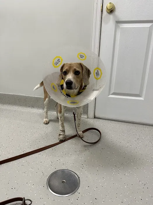 Hillside Veterinary Hospital Picture 5