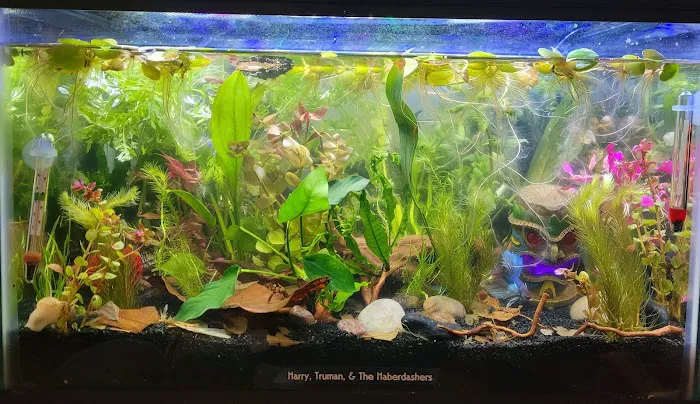 FINS Freshwater Aquariums Picture 2