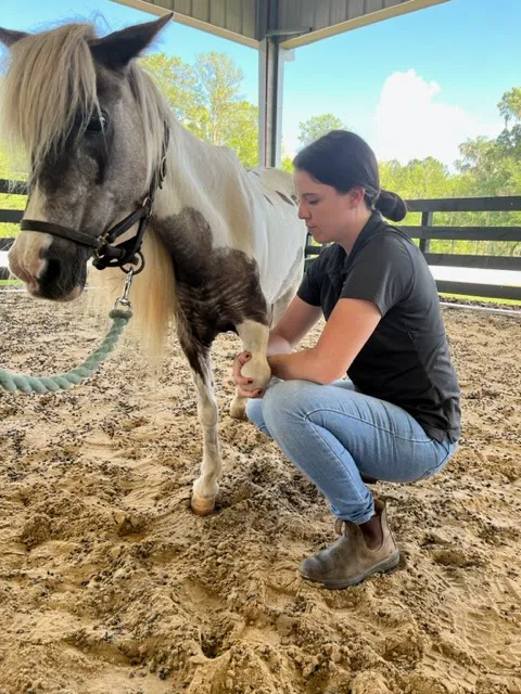 Total Equine Veterinary Associates, PC Picture 2