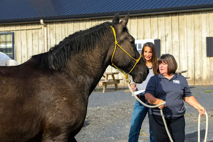 Total Equine Veterinary Associates, PC Picture 3