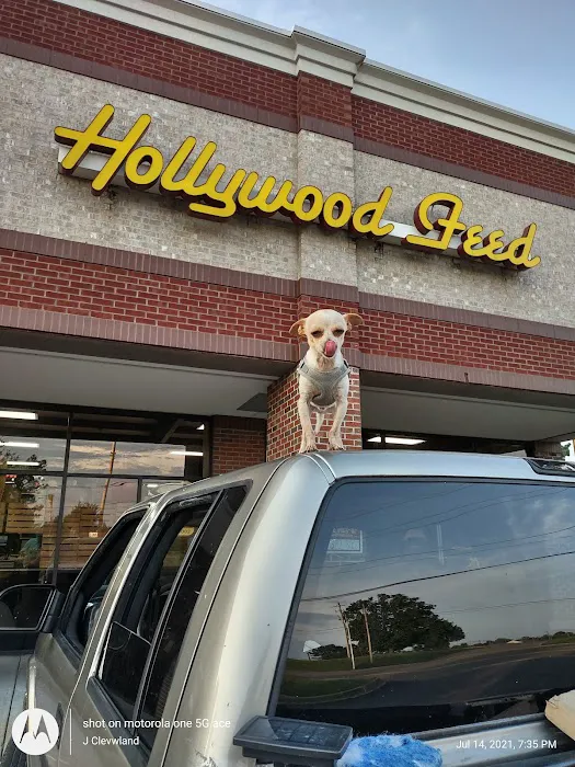 Hollywood Feed Picture 9