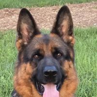 Loudoun Veterinary Service, Inc ico