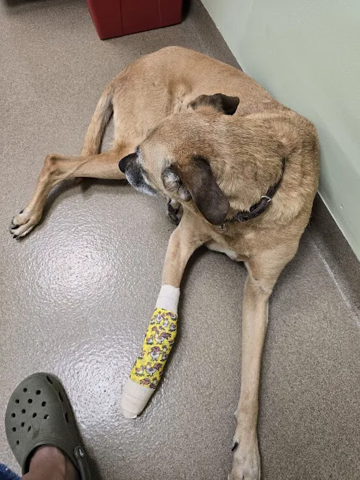 Loudoun Veterinary Service, Inc Picture 5
