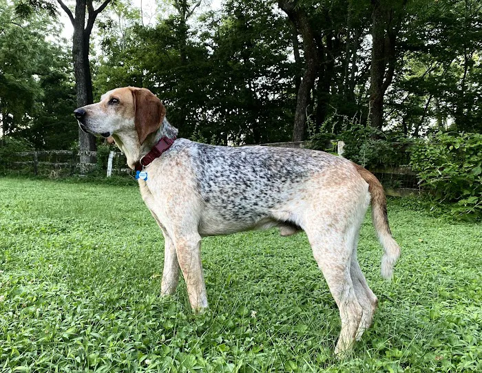 Loudoun Veterinary Service, Inc Picture 10