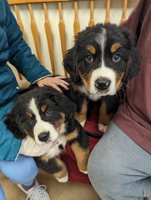 Loudoun Veterinary Service, Inc Picture 7