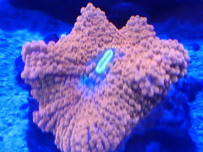 planet reef Picture 3