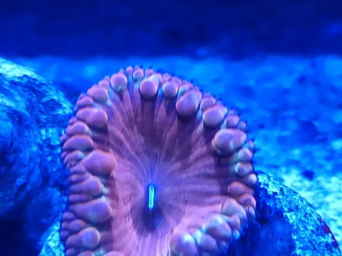 planet reef Picture 4