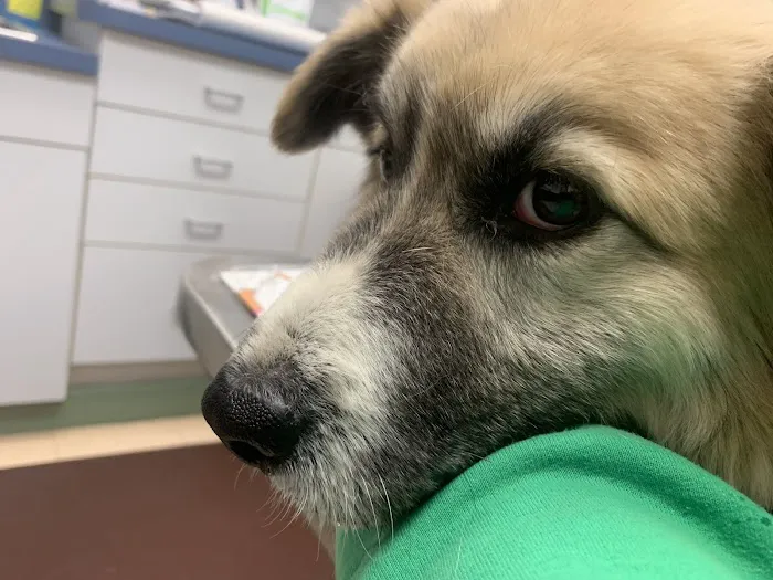 Blue Ridge Veterinary Associates Picture 1