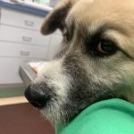Blue Ridge Veterinary Associates