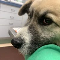 Blue Ridge Veterinary Associates ico