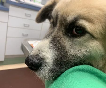 Blue Ridge Veterinary Associates