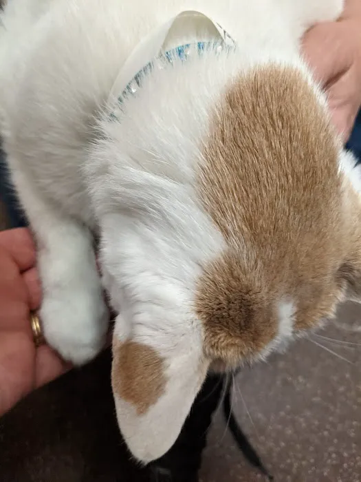 Blue Ridge Veterinary Associates Picture 5
