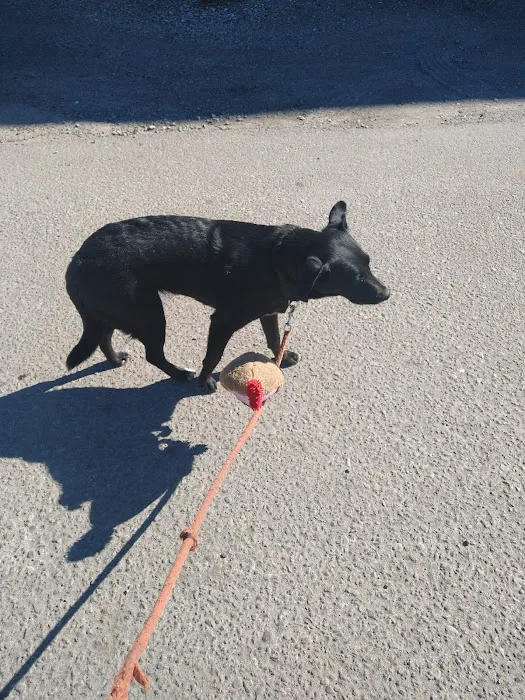 Happy Tails Picture 3
