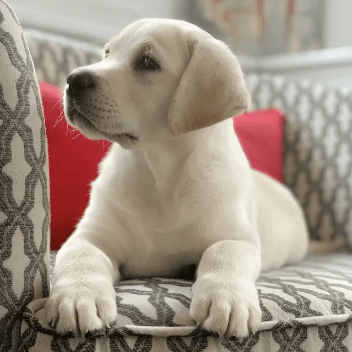 One stop labrador pet shop Picture 7