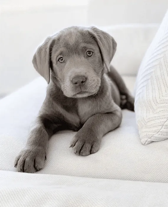 One stop labrador pet shop Picture 6