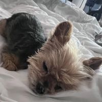Happy Tails Animal Hospital ico