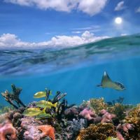 AquaLife ico
