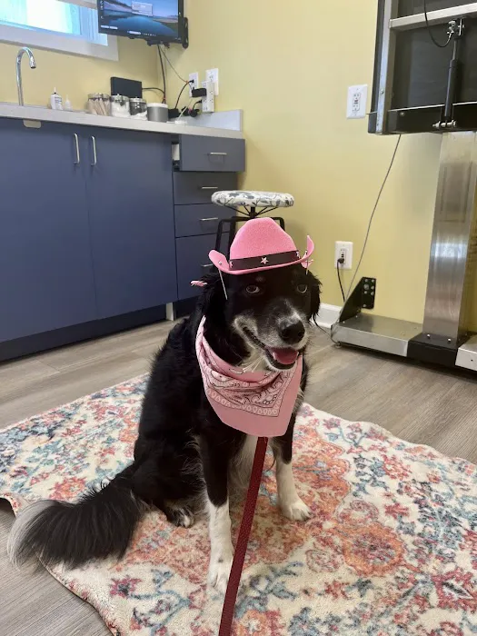 Market Street Animal Clinic Picture 7
