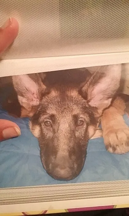 Market Street Animal Clinic Picture 4