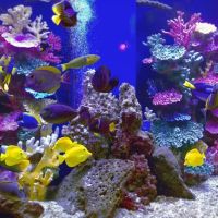 Instant Reef Aquarium Decorations ico