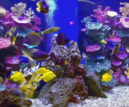Instant Reef Aquarium Decorations