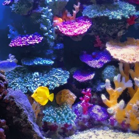 Instant Reef Aquarium Decorations Picture 2
