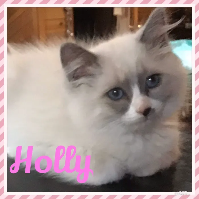 Camelot's Ragdolls Picture 1