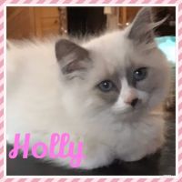 Camelot's Ragdolls ico