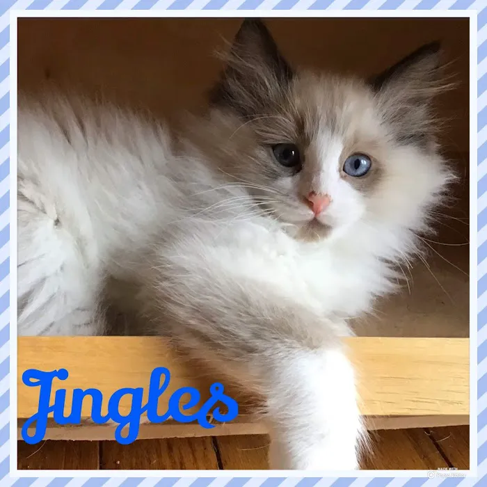 Camelot's Ragdolls Picture 5